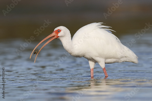 White Ibis eating a crab - Fort De Soto Park, Florida