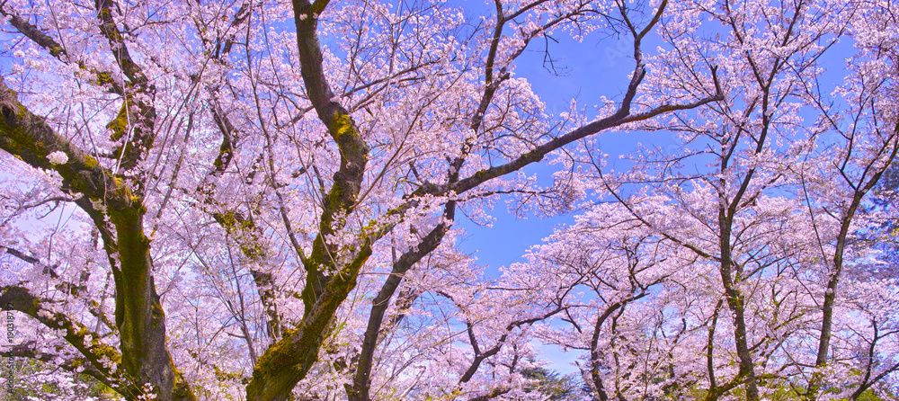 Fototapeta premium 満開の桜の木（パノラマ） 