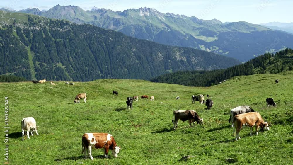 Cows graze on alpine meadows in South Tyrol, Dolomites, Italy Cows graze on alpine meadows in South Tyrol, Dolomites, Italy