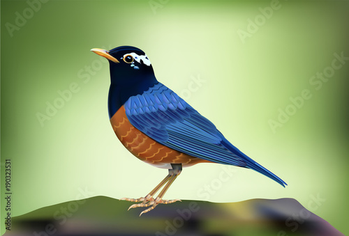 Black-breasted Thrush(Turdus dissimilis), A beautiful bird standing on timber photo