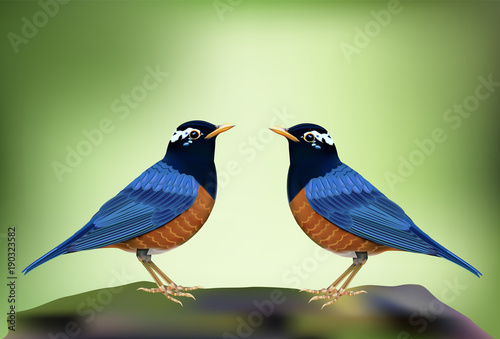 Black-breasted Thrush(Turdus dissimilis), A beautiful bird standing on timber