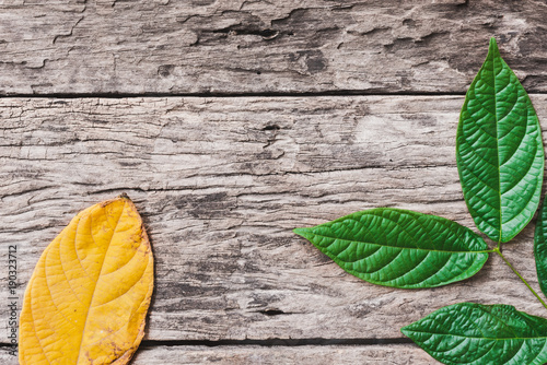 green and yellow leaves on the old wooden background