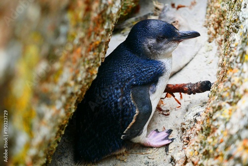 Pingouin de Tasmanie perdu photo