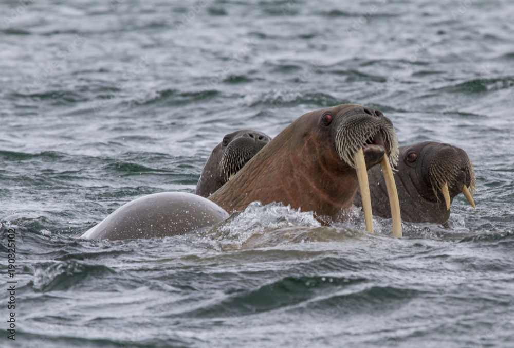 Fototapeta premium walruses in a water in Svalbard