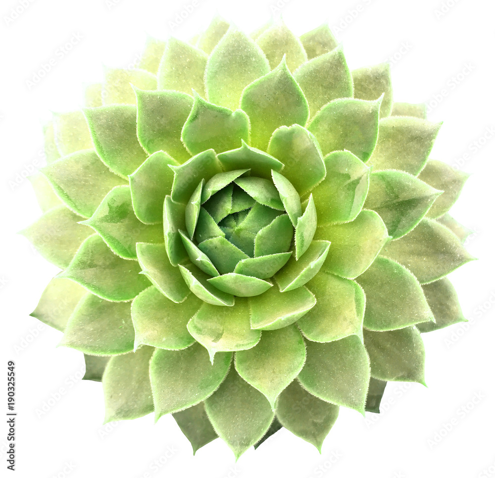 Obraz premium Succulent Isolated on White Background