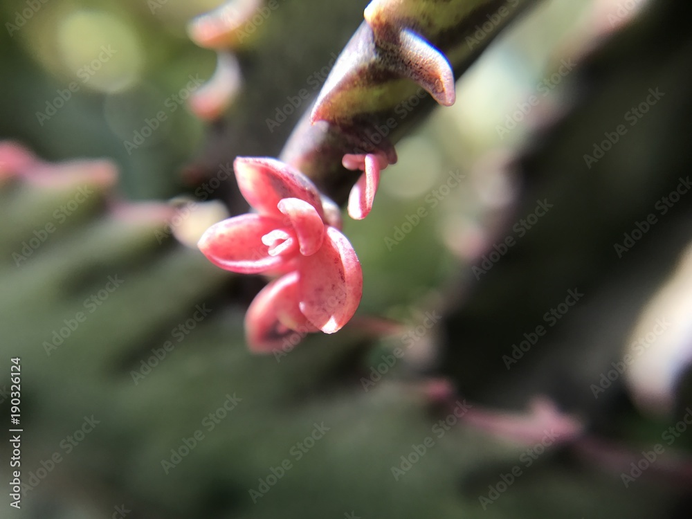Tiny Succulent Plant Closeup Baby Succulent Flower Tiny Succulent Plant Closeup Baby Succulent Flower