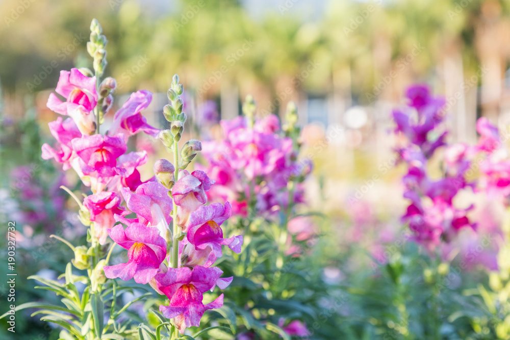 Fototapeta premium Beautiful flower and green leaf background in flower garden at sunny summer or spring day for postcard beauty decoration and agriculture idea concept design. Snapdragon flower.