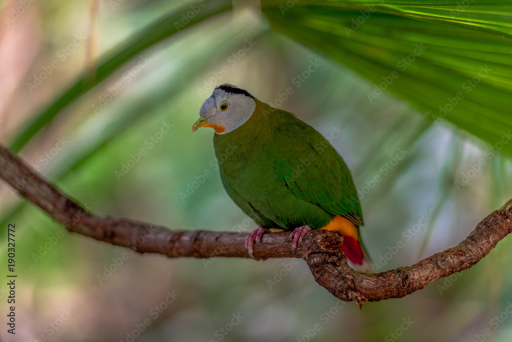 Green, White and Yellow Plumage on a Black Naped Fruit Dove Perched on a Branch