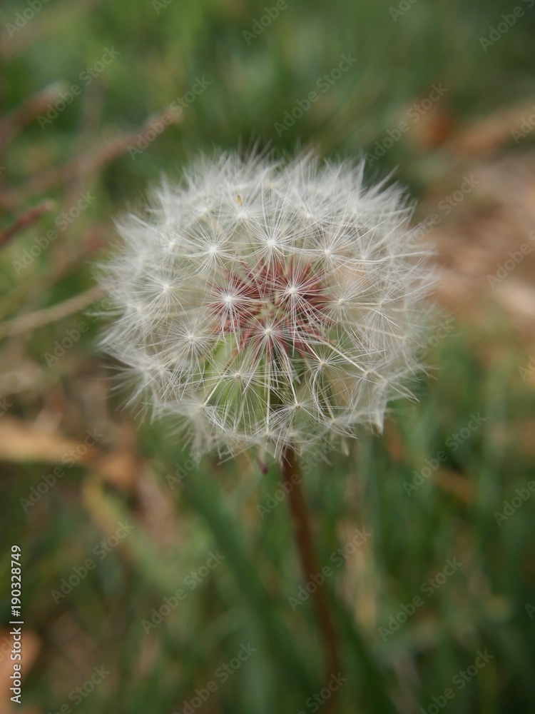 Fototapeta premium Dandelion