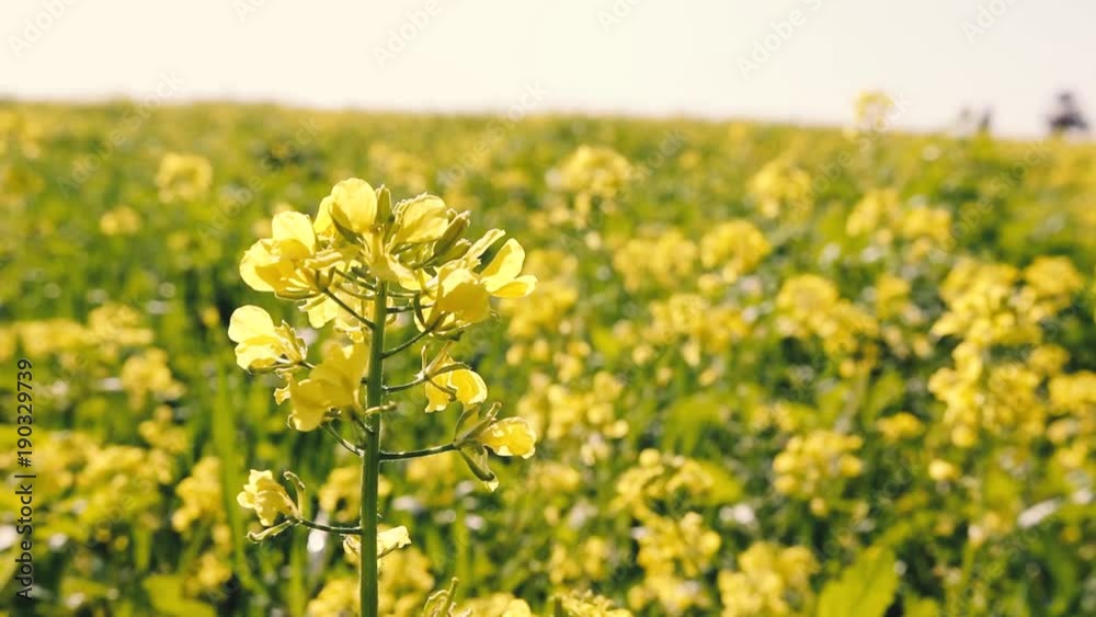 yellow wild rapeseed yellow wild rapeseed