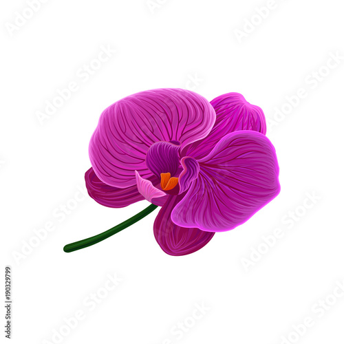 Beautiful purple orchid flower vector Illustration