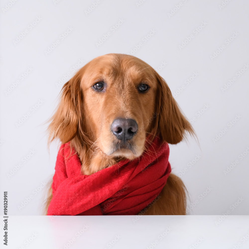 Golden Retriever wearing a scarf
