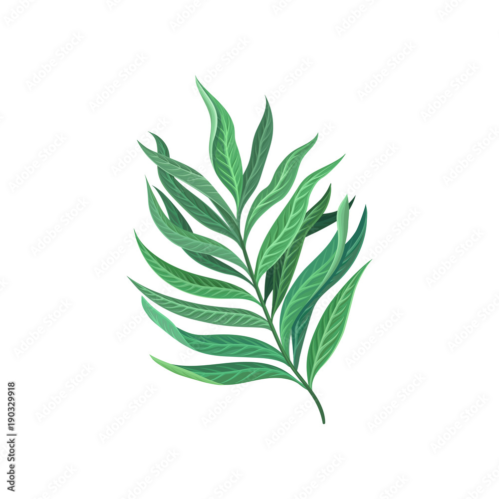 Naklejka premium Leaf of tropical palm, exotic plant vector Illustration