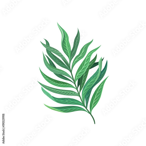 Leaf of tropical palm  exotic plant vector Illustration