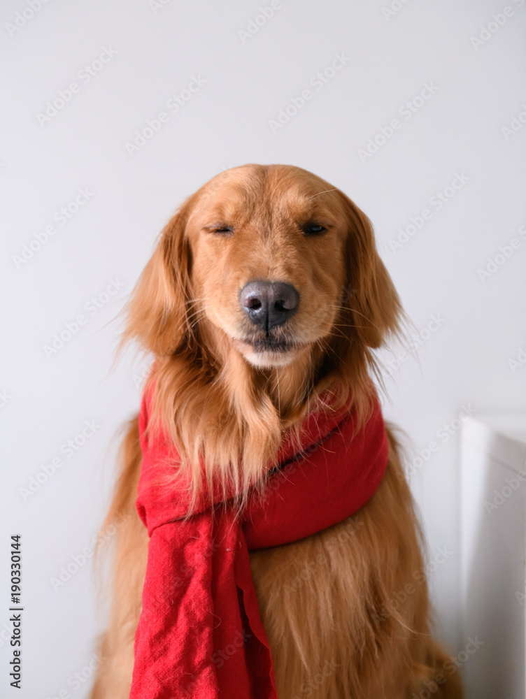 Golden Retriever wearing a scarf