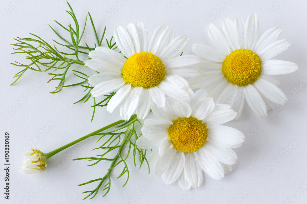 Φωτογραφία camomile (matricaria chamomilla) - health care and medical treatment - white flo