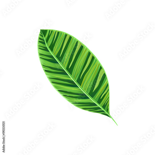 Leaf of tropical plant  tropic botany element vector Illustration