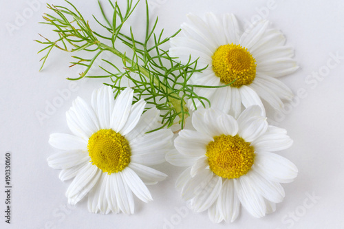 camomile  matricaria chamomilla  - health care and medical treatment - white flowers on the white background