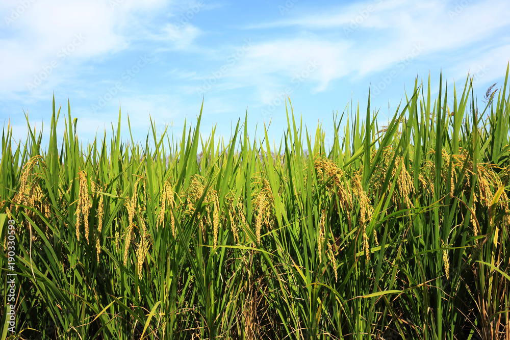 Rice paddies