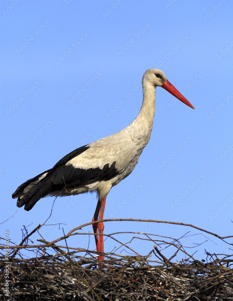 Fototapeta premium Single White Stork bird on a nest during the spring nesting period