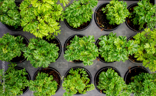 pattern plant backgrounds