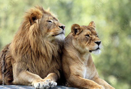 Pair of adult Lions in zoological garden photo