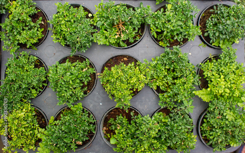 pattern plant backgrounds