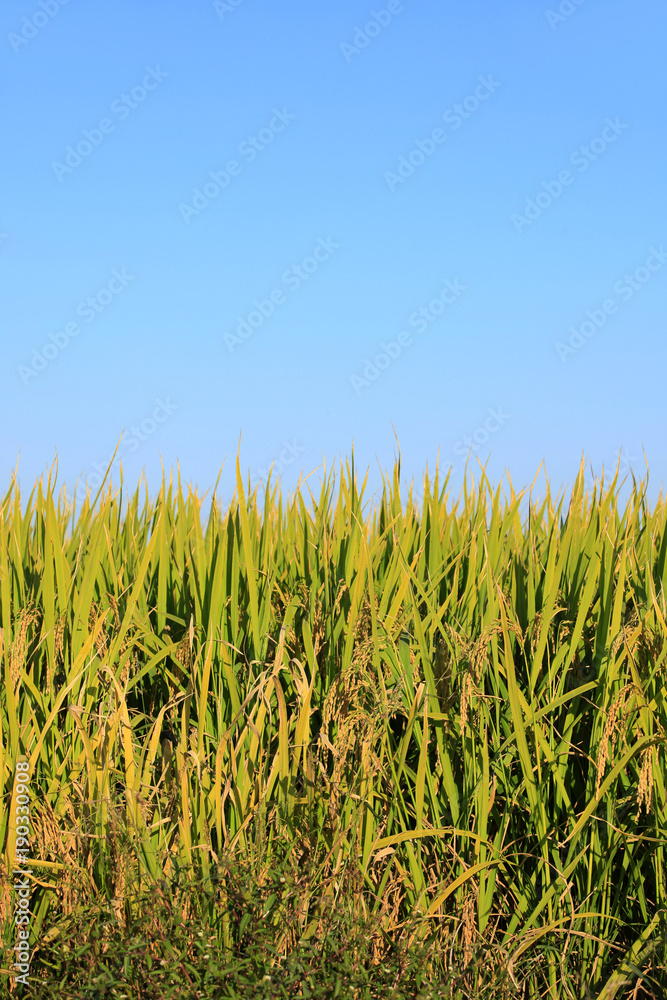 Obraz premium Rice paddies