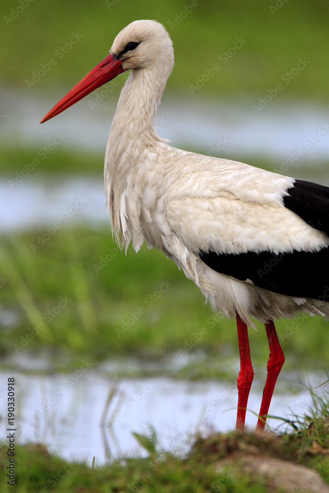 Fototapeta premium Single White Stork bird on grassy wetlands during a spring nesting period