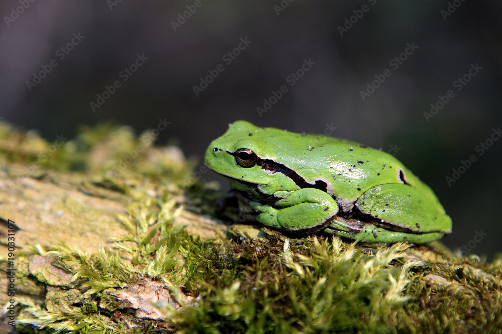 Single Common Tree Frog known also as European Tree Frog resting on a tree branch in a Poland forest in spring season Single Common Tree Frog known also as European Tree Frog resting on a tree branch in a Poland forest in spring season