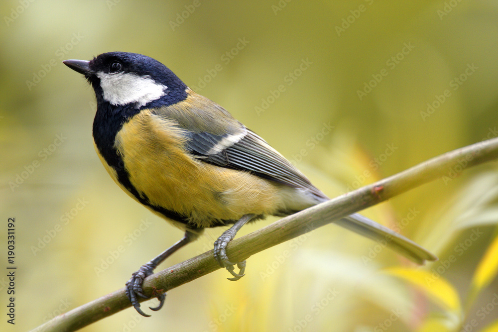 Obraz premium Single Great tit bird on a tree branch during a spring nesting period