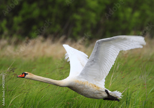 Single Mute Swan in flight over grassy wetlands during a spring nesting period