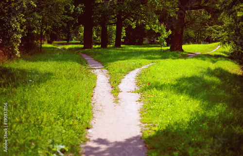 Quadro em tela Divergence of paths in the park