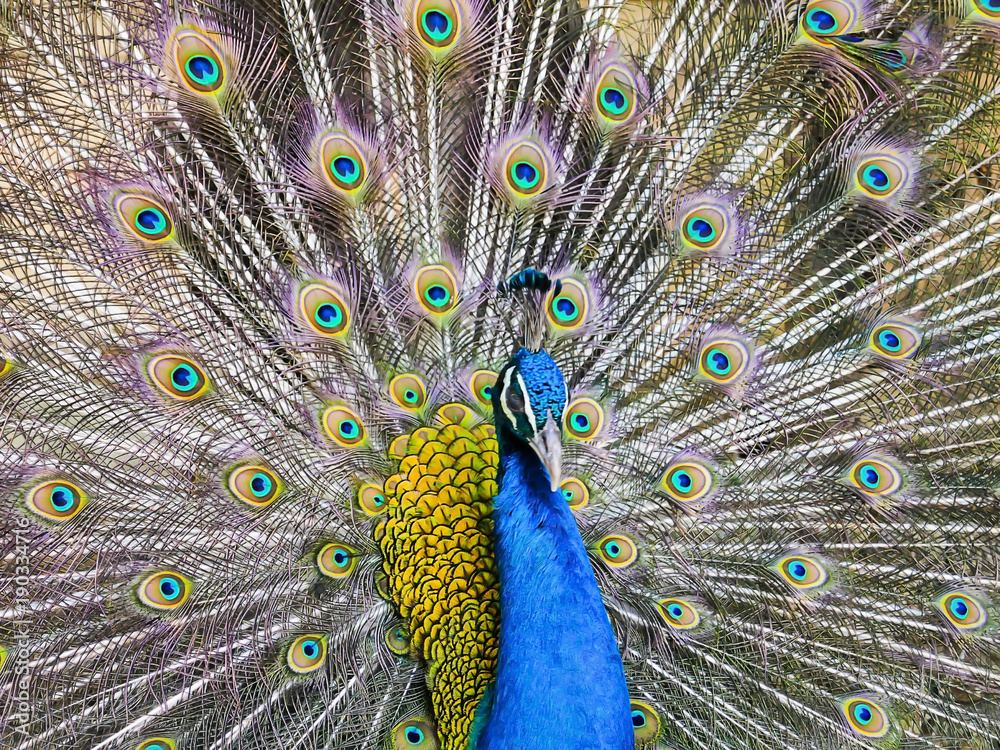 Obraz premium Peacock displaying his colorful feathered tail.