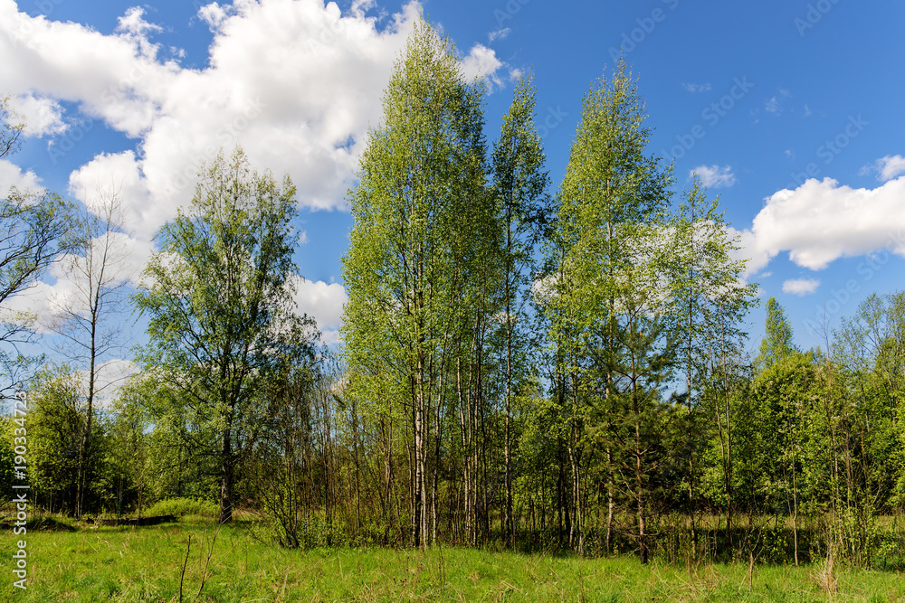 landscape in the spring forest