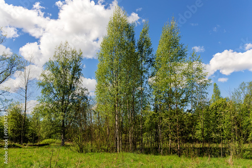 landscape in the spring forest