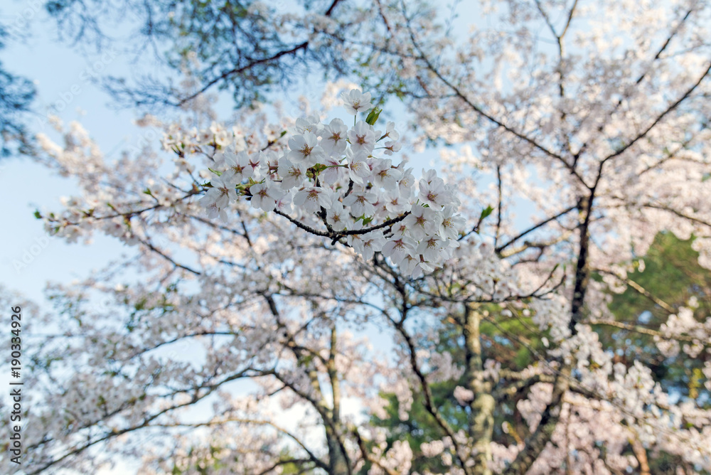 sakura cherry blossom tree in Japan sakura cherry blossom tree in Japan