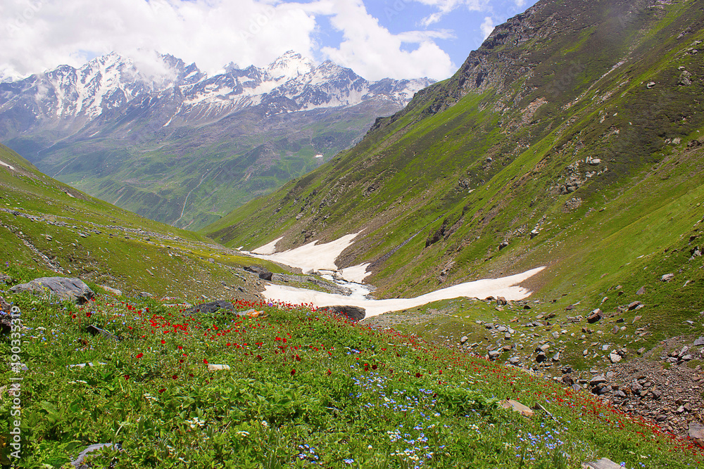 Colorful flowering valleys of glacier. Himachal Pradesh