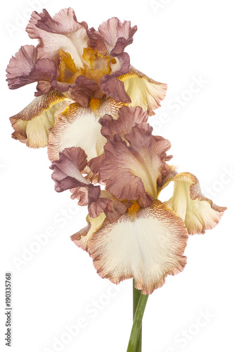 Fototapeta Naklejka Na Ścianę i Meble -  iris flower isolated