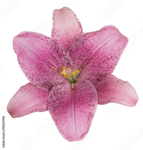 Fototapeta Naklejka Na Ścianę i Meble -  lily flower isolated