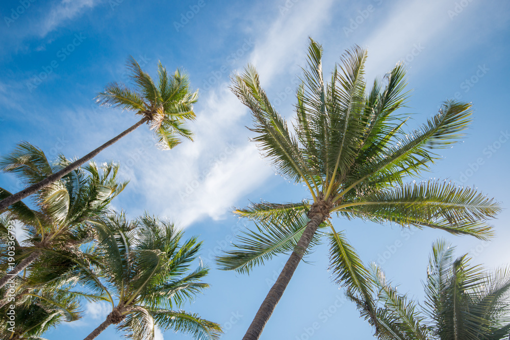 Palm Trees at Miami Beach