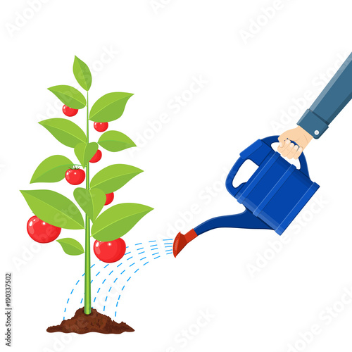 Hand watering money fruit tree with can.