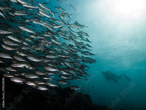 School of fish with diver 