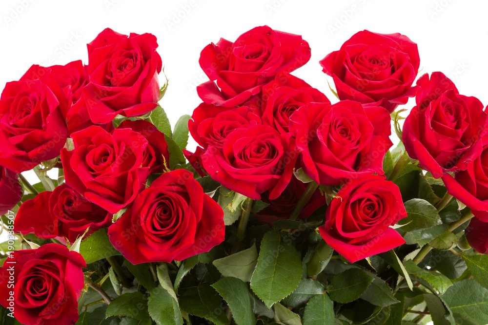 Red roses on white background Red roses on white background