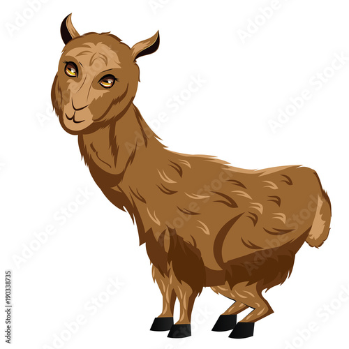 Cartoon Furry Alpaca