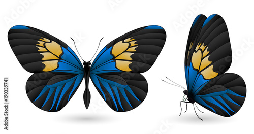 Set of butterflies isolated on white background