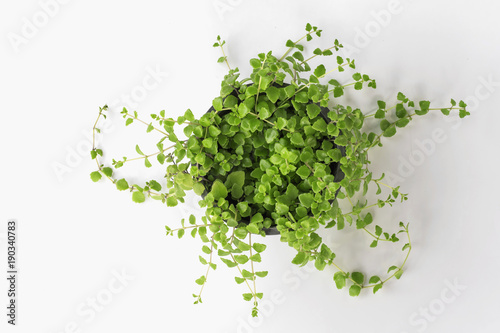 top view green plant in pot isolate on white background