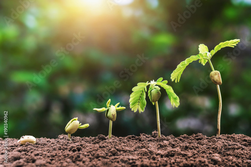 plant seeding growing step with sunlight. agriculture concept in farm