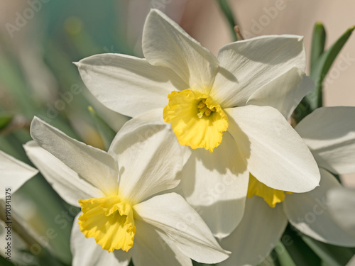 Fototapeta Naklejka Na Ścianę i Meble -  Narzissen, Narcissus 