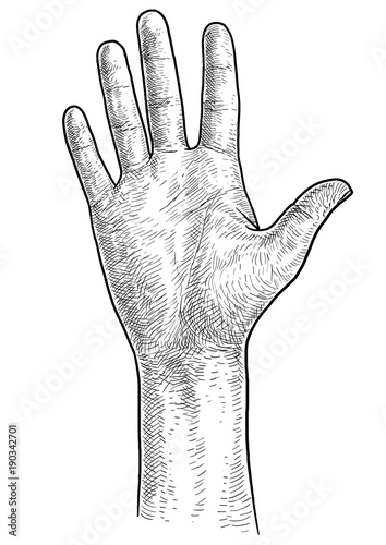 Hand, palm illustration, drawing, engraving, ink, line art, vector